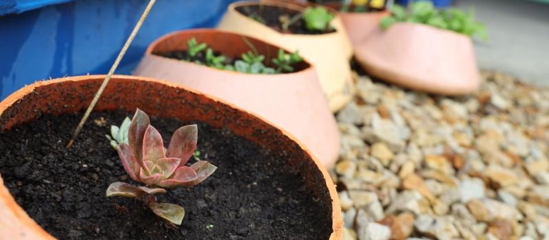 Plantas suculentas en una huerta adaptada en un elemento del patio taller