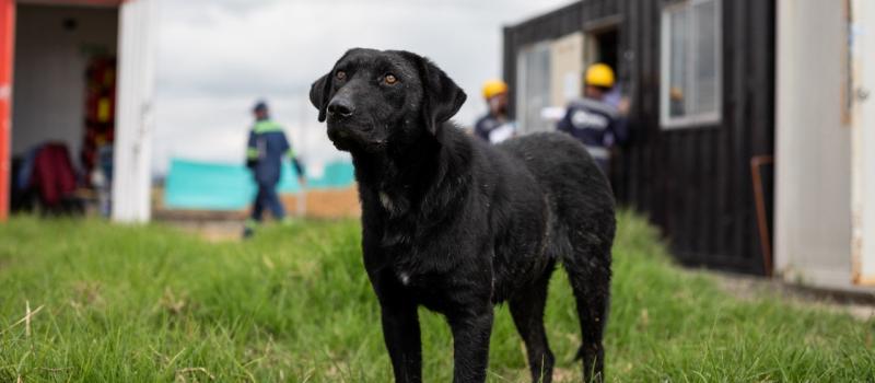 Perro llamado asustadizo en el lugar de trabajo del patio taller